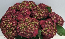 HYDRANGEA, 60CM, MON AMOUR, GREEN/RED