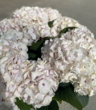 HYDRANGEA, 60CM, MON AMOUR, PURPLE