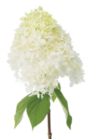 HYDRANGEA, 75CM, LIME LIGHT