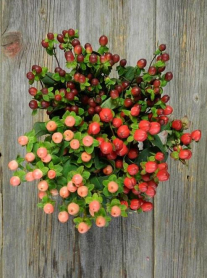 HYPERICUM, BUNCH. ASSORTED (NO EXPORT)
