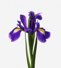 IRIS, BLUE, TALL