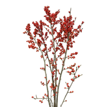 ILEX, RED, 80CM, 5/BUNCH
