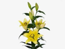 LILY, OR.3 BLM, BELLEVILLE, YELLOW