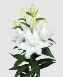 LILY, OR. DOUBLE CHARDONNAY, WHITE