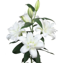 LILY, OR, 3+ BLM, DOUBLE, 'AROSA', WHITE