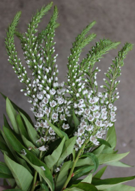 LYSIMACHIA, WHITE