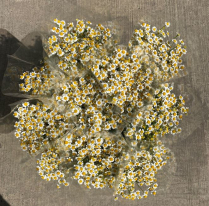 MATRICARIA, WHITE
