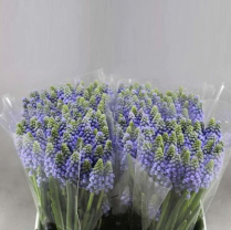 MUSCARI, BLUE