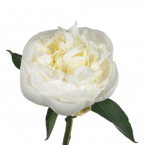 PEONEA, DUCH. DE NEMOURS, WHITE