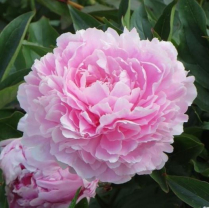 PEONEA, SARA BERNHARDT, LIGHT PINK