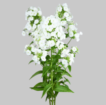 PHLOX, WHITE