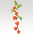 PHYSALIS, CHINESE LANTERN