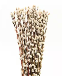 SALIX, PUSSY WILLOW, STEM, 50CM