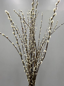 SALIX, PUSSY WILLOW, STEM, 80 CM