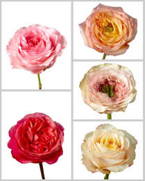 ROSES, 50 CM, GARDEN STYLE, ASSORTED