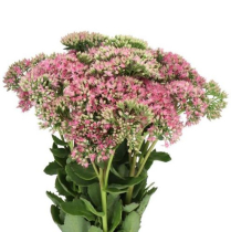SEDUM, GREEN/RED