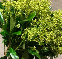 SKIMMIA, BUNCH, SNOW WHITE, 50CM (NO EXPORT)