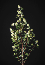 SYMPHORICARPUS, WHITE