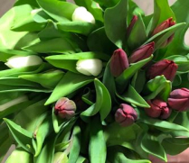 TULIPS, ASSORTED