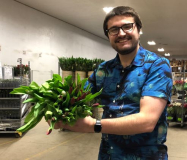 TULIPS, 10/BU, ASSORTED IN PAIL