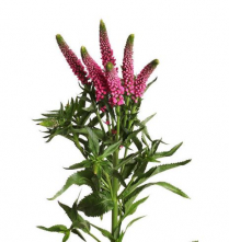 VERONICA, PINK