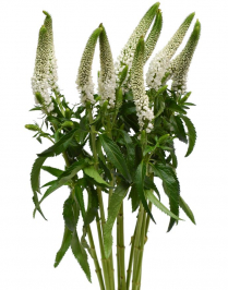 VERONICA, WHITE