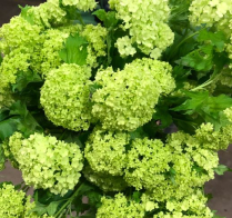 VIBURNUM, 65CM, 2/3 BLOOM