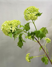 VIBURNUM, SNOW BALL, 60CM, 2/3 BLOOM