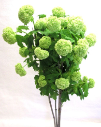 VIBURNUM, SNOW BALL, 80 CM, 1 BLOOM