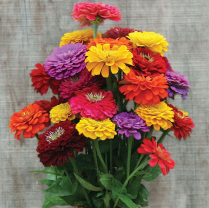 ZINNIA, ASSORTED
