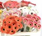 CONS BU, MICRO GERB, 15 STEM SLEEVE/UPC
