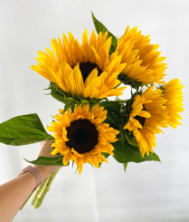 CONS BU, SUNFLOWER, 5 STEM BUNCH