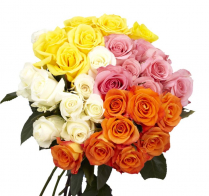 CONS BU, ROSES, 50CM, 12ST BU (NO EXPORT)