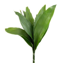 ASPIDISTRA, GREEN (US)