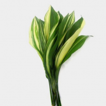 ASPIDISTRA, VARIEGATED (US)