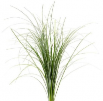 BEARGRASS, 40 BU/CASE (US)