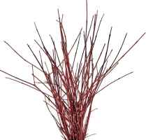 CORNUS, RED DOGWOOD, 60 CM