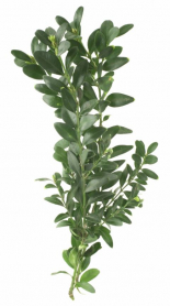 BOXWOOD, BUNCH