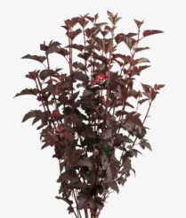 PHYSOCARPUS, 80 CM