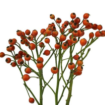 ROSE HIPS, HYBRID, 40CM RED