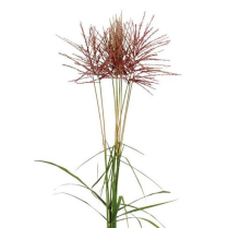 ORNAMENTAL GRASS, MISCANTHUS