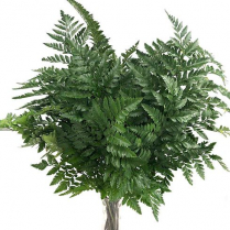 LEATHERLEAF, BUNCH, LARGE  (US)