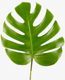 MONSTERA, SPLIT LEAF, BUNCH, MEDIUM (US)