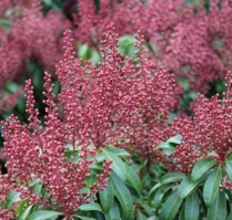 PIERIS, BONFIRE, BUNCH