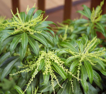 PIERIS, LILY OF THE VALLEY, BUNCH