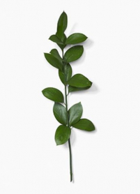 RUSCUS, ISRAELI BUNCH (US)