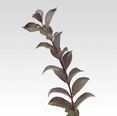 WEIGELA, 80CM