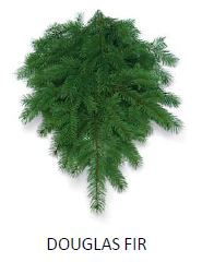BOUGHS, DOUGLAS FIR, 3LB BUNCHES