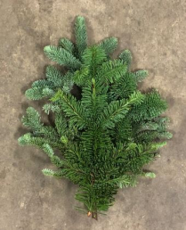 TIPS, NOBLE FIR, 15LB BULK CASE
