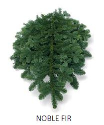 BOUGHS, NOBLE FIR, 3LB BUNCHES